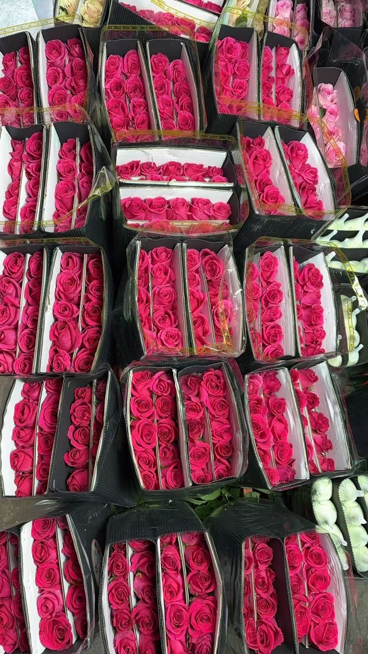 Rose Titanic Light Pink 40 cm